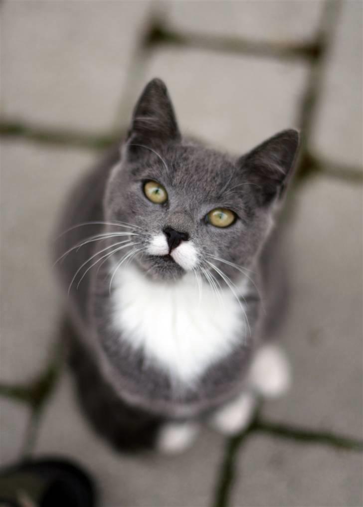 Huskat Sally af Ll. Stokkebjerg - Kønne pige. Let undrende udtryk? billede 2