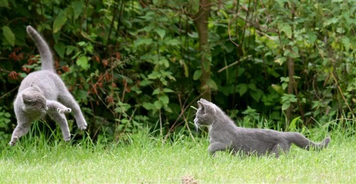 Huskat Sally af Ll. Stokkebjerg - Sally (t.h.) overrasker Sille. 16. aug. ´07 billede 3