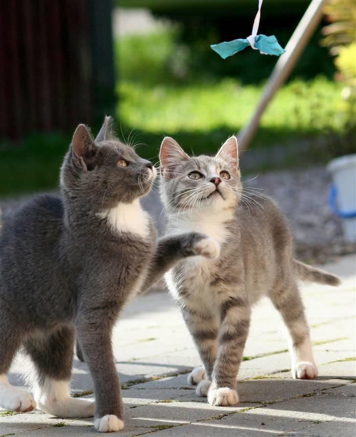 Huskat Sally af Ll. Stokkebjerg - Sally og Molly leger. 14. okt. ´07 billede 4