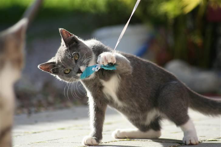 Huskat Sally af Ll. Stokkebjerg - Aaarw, I gotcha! 14. okt. ´07 billede 5