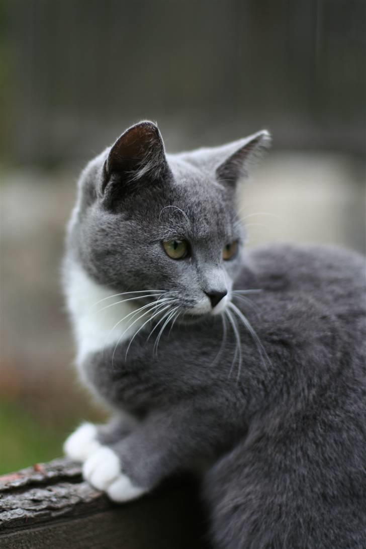 Huskat Sally af Ll. Stokkebjerg - Posere joh det kan vi. 12-10-07 billede 6