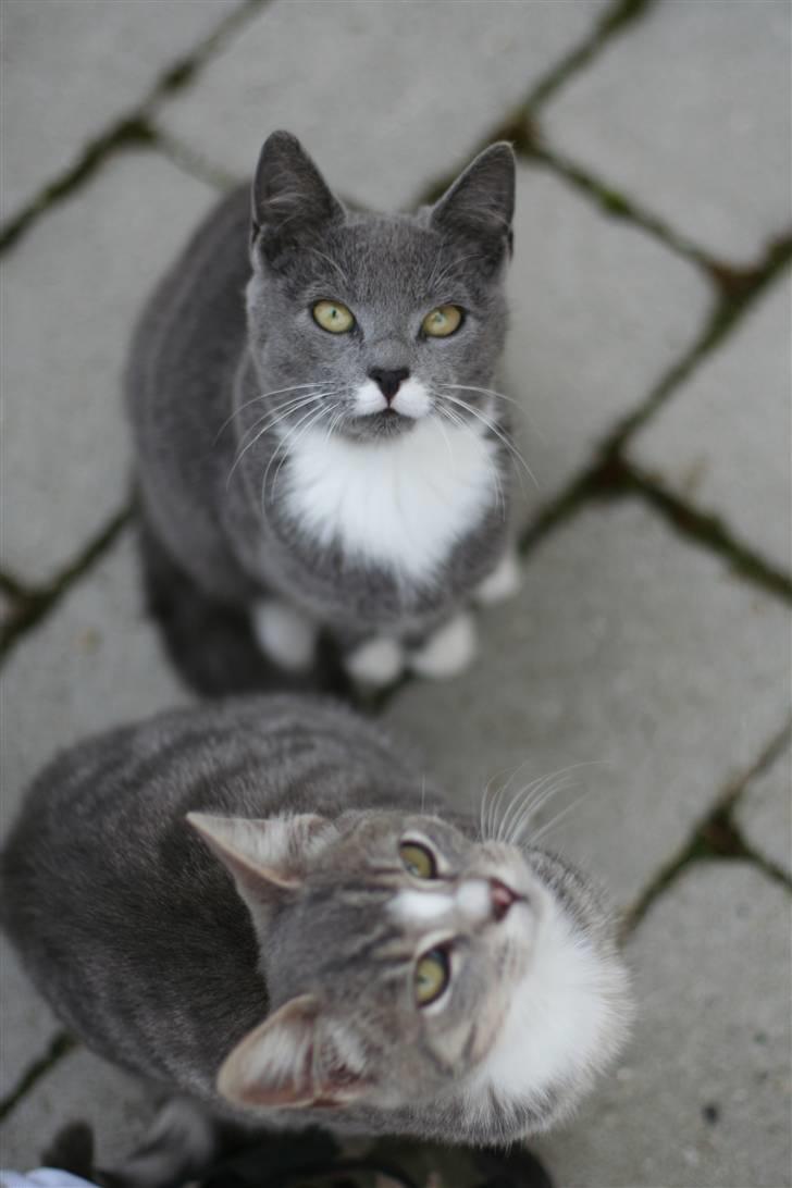 Huskat Sally af Ll. Stokkebjerg - Sally og Molly d. 12. okt. ´07 billede 7