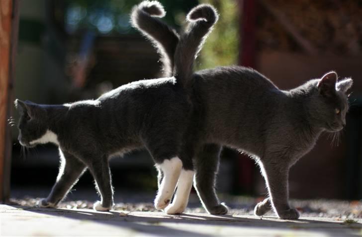 Huskat Sally af Ll. Stokkebjerg - Lidt sjov haleformation, danner næsten et hjerte. Sally og Sille d. 14. okt. ´07 billede 8