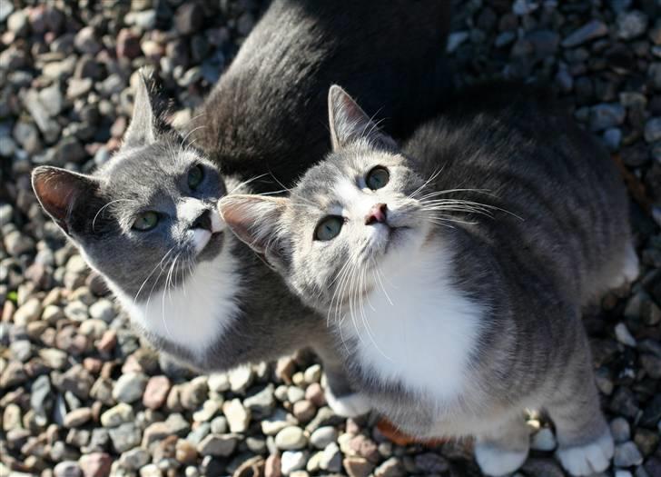 Huskat Sally af Ll. Stokkebjerg billede 9