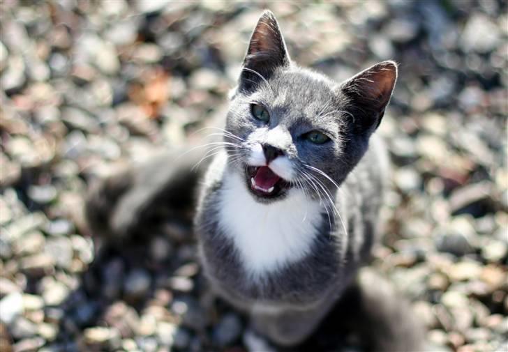 Huskat Sally af Ll. Stokkebjerg - Mjaaau..... d. 14. okt. ´07 billede 10