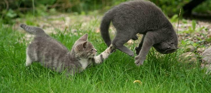 Huskat Sally af Ll. Stokkebjerg - Godtnok er det Sallys to søskende der leger her, men synes det var så fornøjeligt et billede :) d. 16. aug. ´07 billede 11