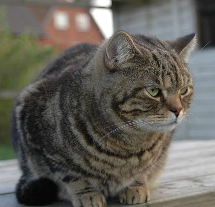 British Shorthair Archibald - Archibald  sommeren 2007 billede 1
