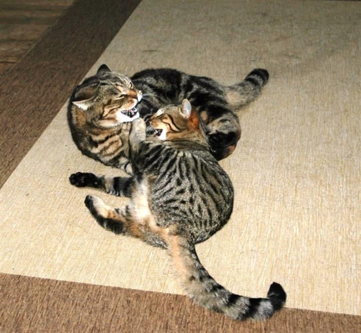 British Shorthair Archibald - Ta´ den din bette gnom billede 2