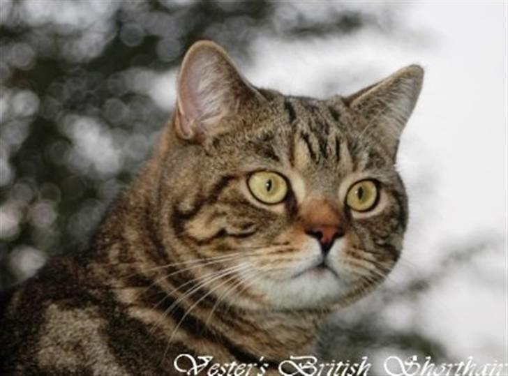 British Shorthair Archibald billede 3
