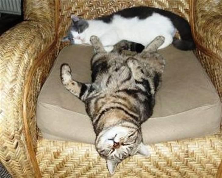 British Shorthair Archibald - Her ligger jeg billede 4