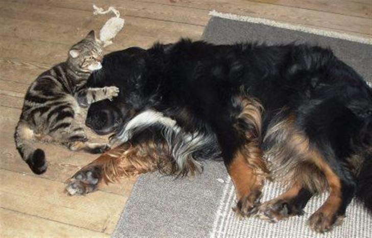 British Shorthair Archibald - Acce og Bamse leger billede 5