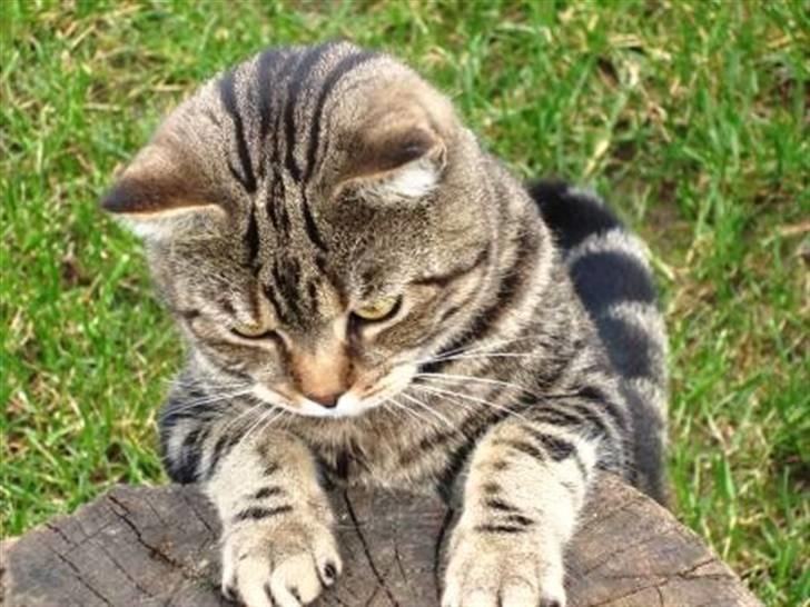 British Shorthair Archibald - Archibald i legehumør billede 6