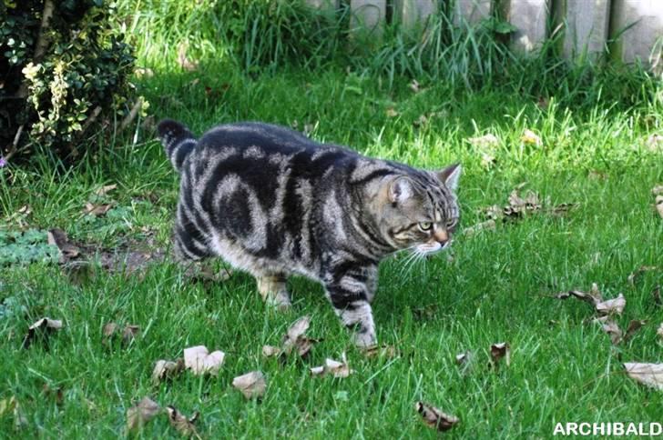 British Shorthair Archibald billede 7