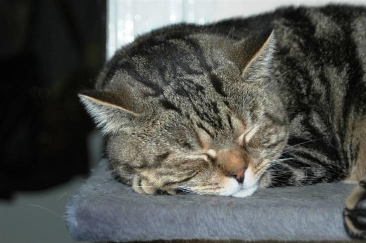 British Shorthair Archibald - Rart med sin skønhedssøvn:) billede 8