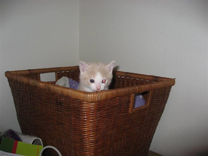 Huskat Bs <'3 billede 4