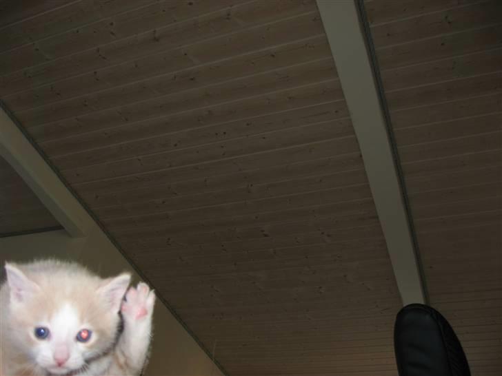 Huskat Bs <'3 billede 7