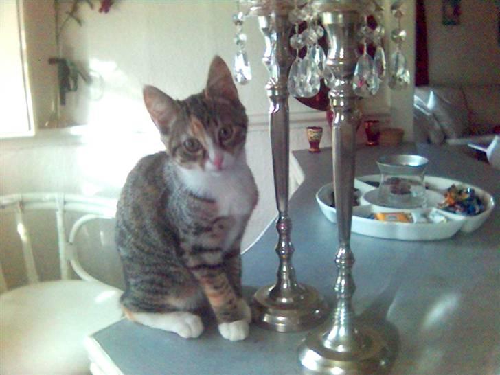 Blanding af racer Molly - Er jeg ikke bare dejlig! billede 1