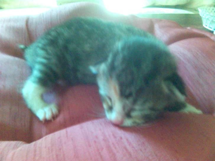 Blanding af racer Molly - Her er jeg så 1 uge gammel.... billede 2