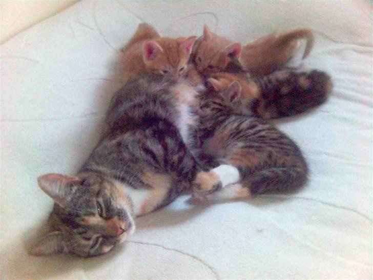 Blanding af racer Molly - Mig og min mor og mine søskende.... billede 3