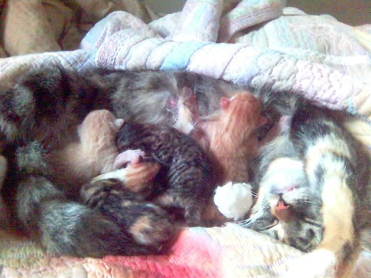 Blanding af racer Molly - Og her er vi så lige blevet født.... billede 4