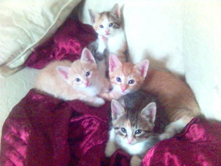 Blanding af racer Molly - Sofahygge med mine søskende.... billede 5