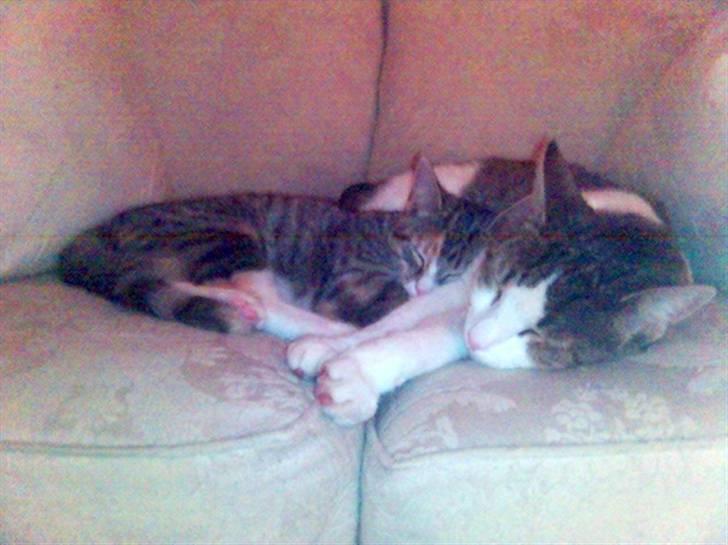 Blanding af racer Molly - Jeg elsker bare min Far Rex.... billede 6