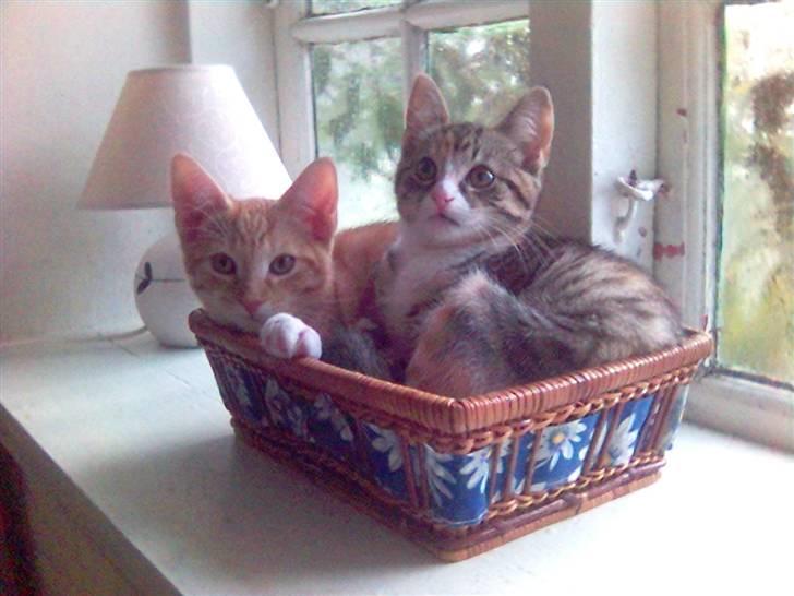 Blanding af racer Molly - Jeg elsker også min bror Mikkel.... billede 7