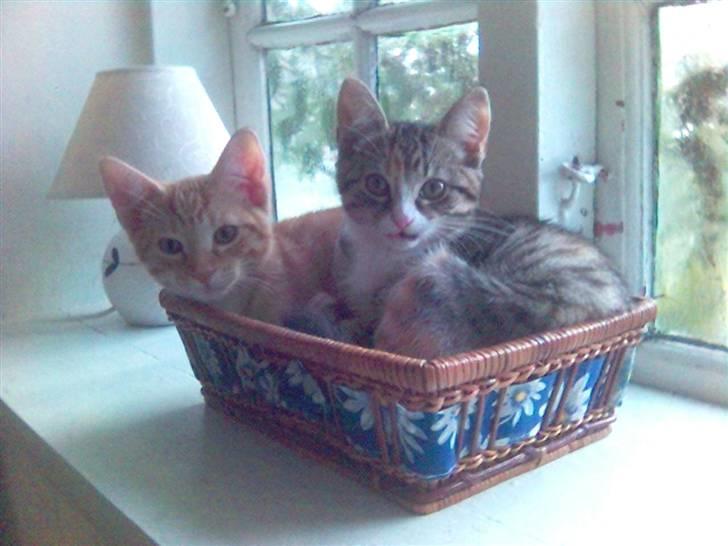 Blanding af racer Molly - Mikkel elsker selvfølgelig også mig.... billede 8