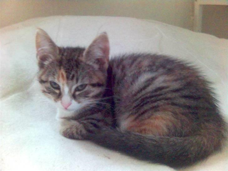 Blanding af racer Molly - Nu vil jeg have mig en lur.... billede 9