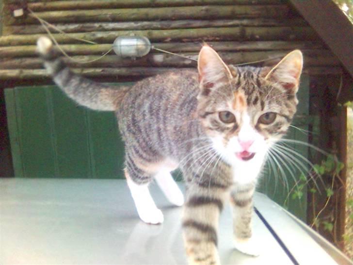 Blanding af racer Molly - Hej Mor.... billede 10