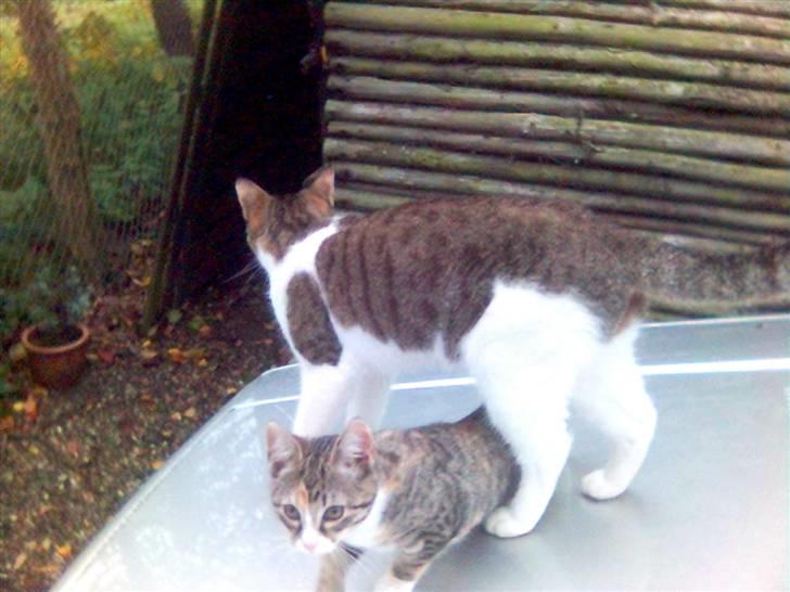 Blanding af racer Molly - Jeg følger min Far overalt, når jeg får lov.... billede 11