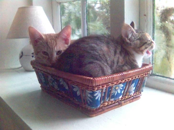 Blanding af racer Molly - Gab, man kan godt blive træt af at være fotomodel.... billede 12