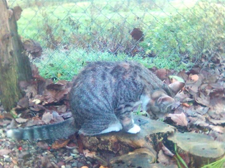 Blanding af racer Molly - Jeg er godt kamoufleret, her om efteråret.... billede 13