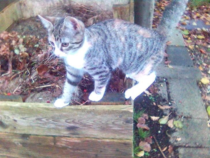 Blanding af racer Molly - Nå, jeg må videre.... billede 14