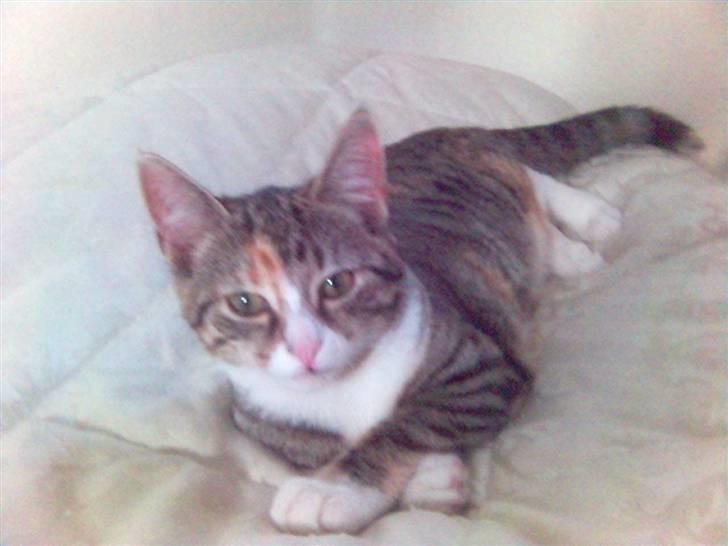 Blanding af racer Molly - Skal jeg nu fotograferes igen.... billede 15