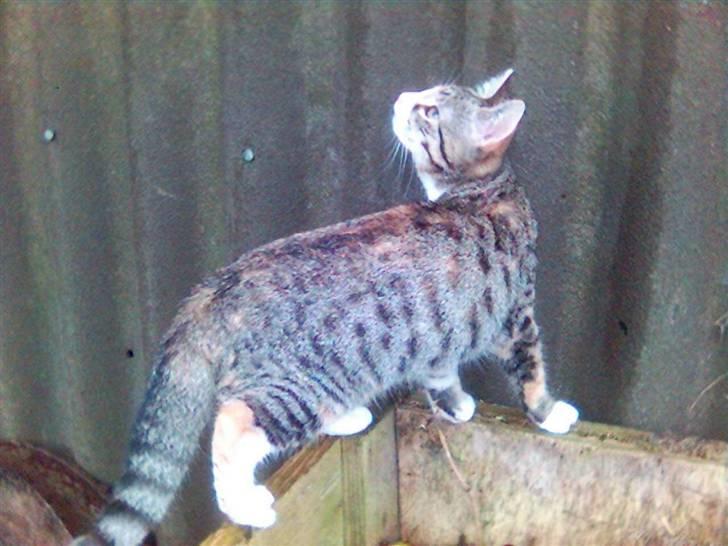 Blanding af racer Molly - Hvordan mon jeg kommer derop.... billede 16