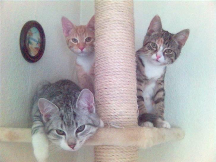 Blanding af racer Molly - Mor synes, vi er så skønne allesammen.... billede 18