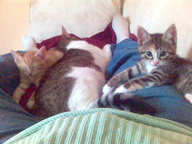 Blanding af racer Molly - Sofahygge med Far og Mikkel mellem Mors ben.... billede 20