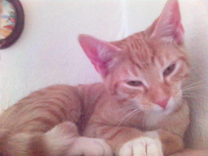 Blanding af racer Mikkel - Er jeg ikke bare dejlig..... billede 1