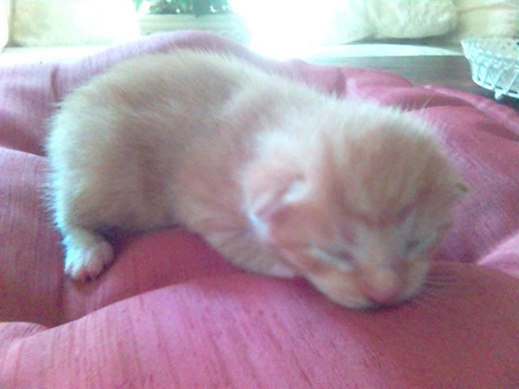 Blanding af racer Mikkel - Her er jeg så en uge gammel.... billede 2