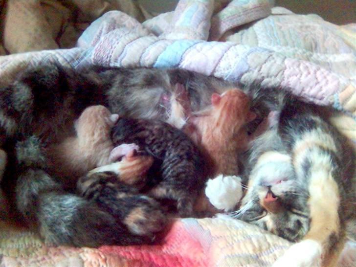 Blanding af racer Mikkel - Og her er vi lige blevet født.... billede 3