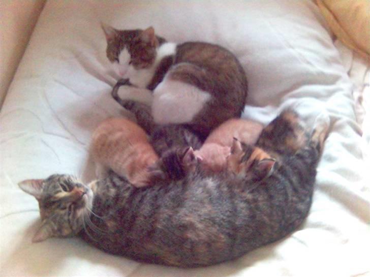 Blanding af racer Mikkel - Mig og hele familien.... billede 4