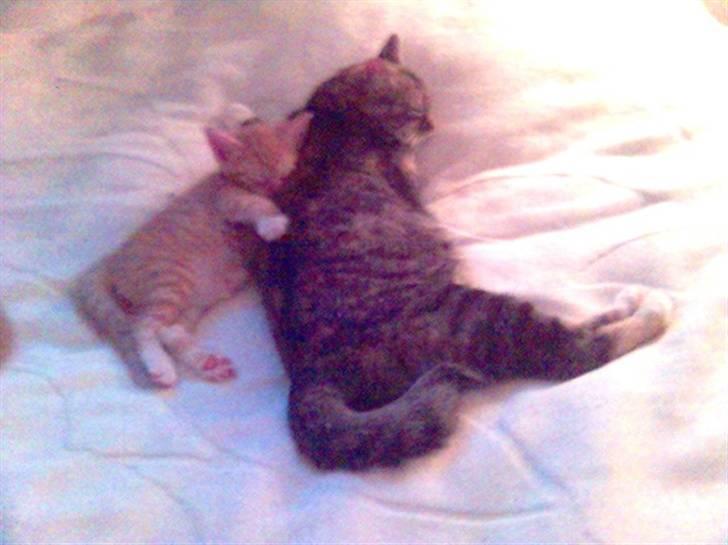 Blanding af racer Mikkel - Mig og Mor.... billede 5