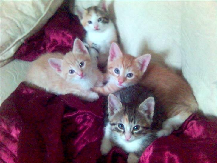 Blanding af racer Mikkel - Mig og alle mine søskende.... billede 6