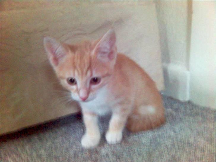 Blanding af racer Mikkel - Hvad skal jeg nu finde på.... billede 7