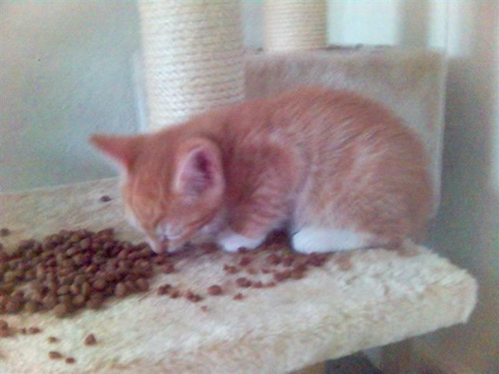 Blanding af racer Mikkel billede 8