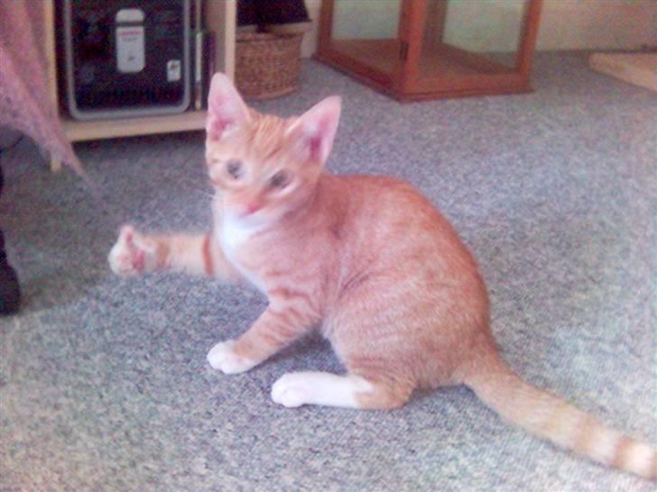 Blanding af racer Mikkel - Jeg kan altså ikke sidde stille så længe, Mor.... billede 9