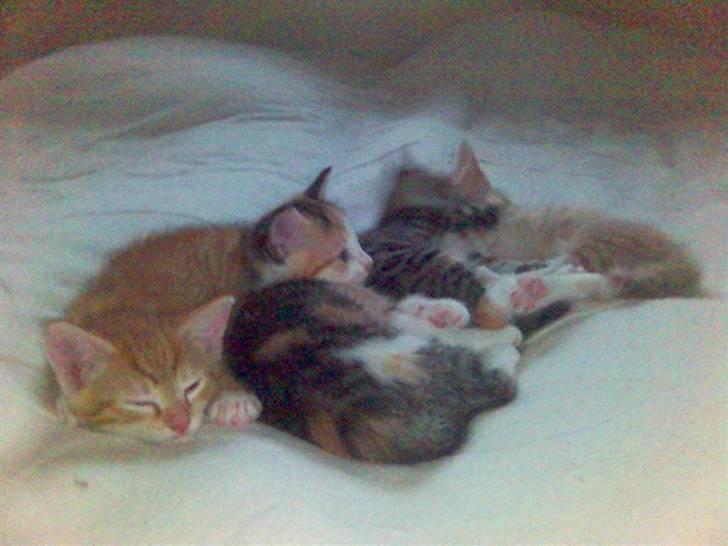 Blanding af racer Mikkel - Sengehygge med de andre.... billede 10