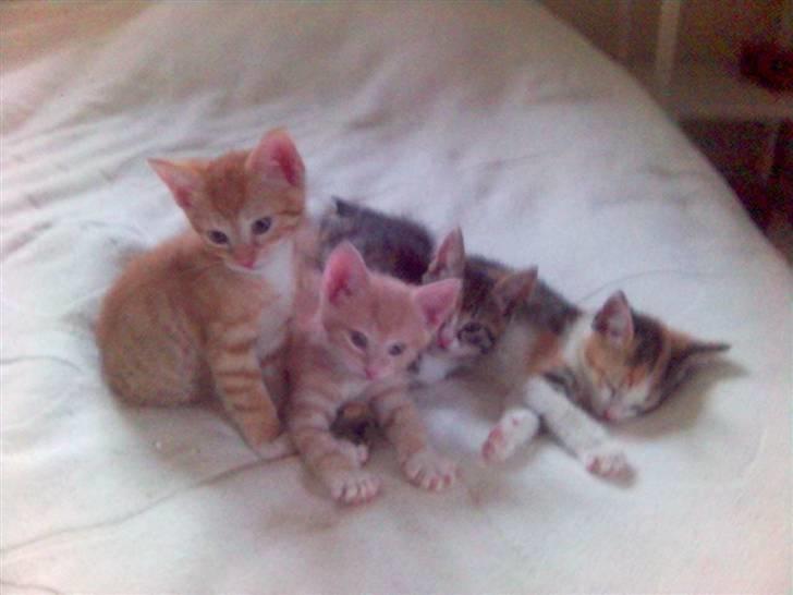 Blanding af racer Mikkel - Mere sengehygge.... billede 11