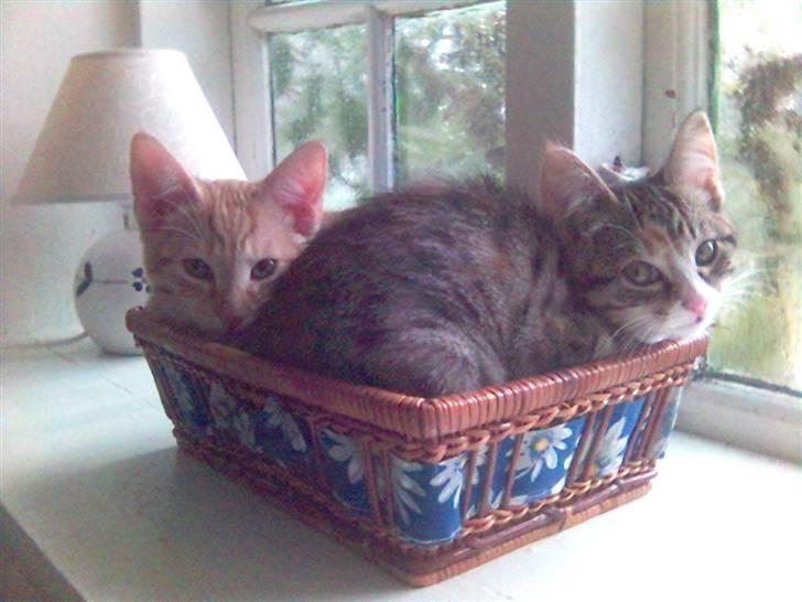 Blanding af racer Mikkel - Jeg elsker min søster Molly.... billede 12